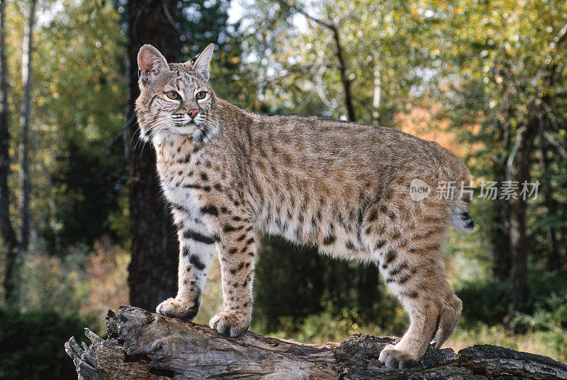 山猫(Lynx rufus)，也被称为红山猫，是一种中型猫，原产于北美。它的分布范围从加拿大南部到美国大部分地区，再到墨西哥的瓦哈卡州。蒙大拿东冰川。